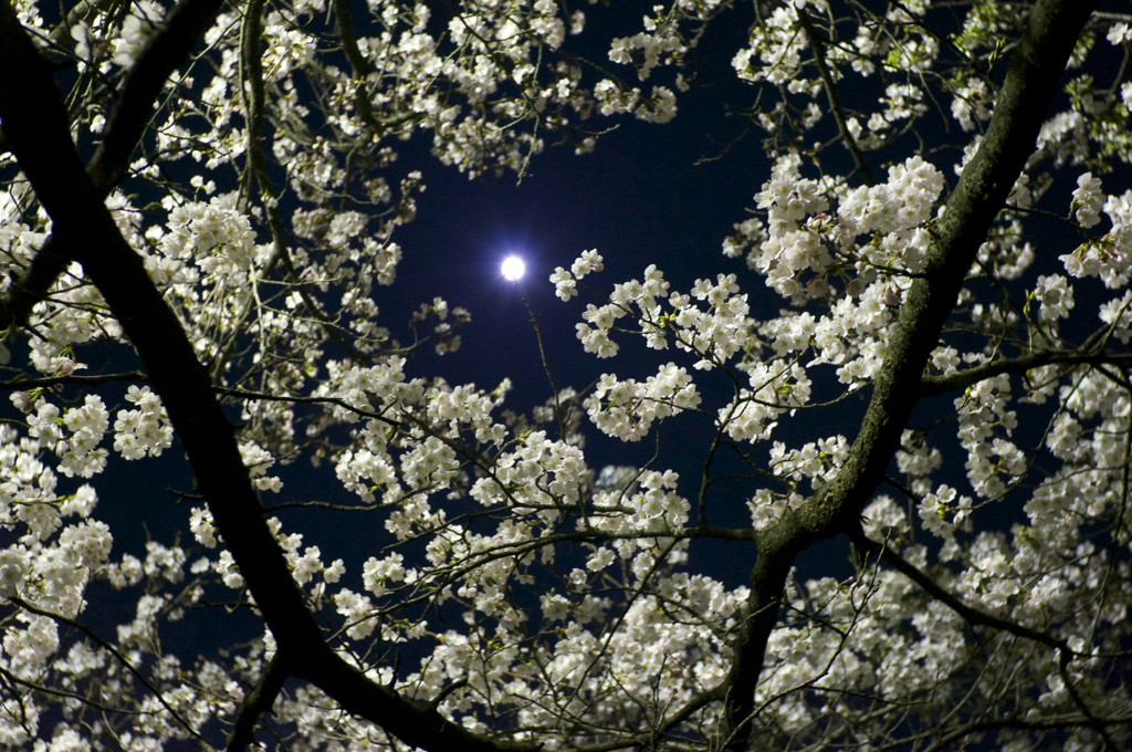 桜2015-07