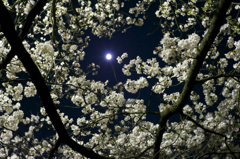 桜2015-07