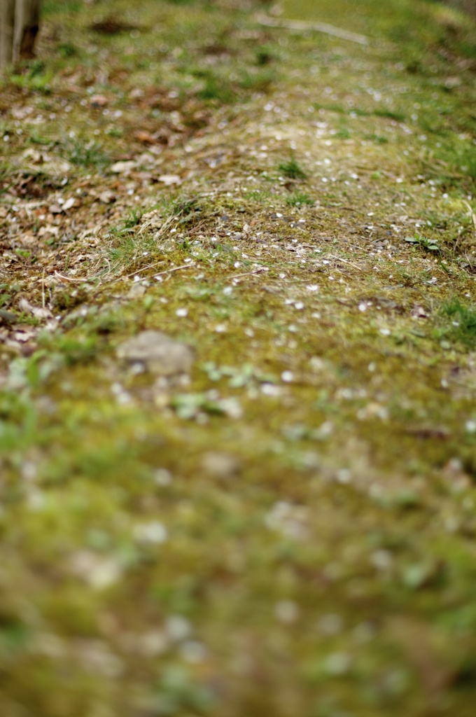 春野道