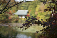 紅葉（竜安寺）02