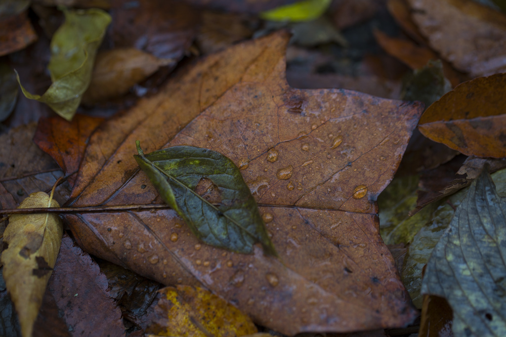 fallen leaves