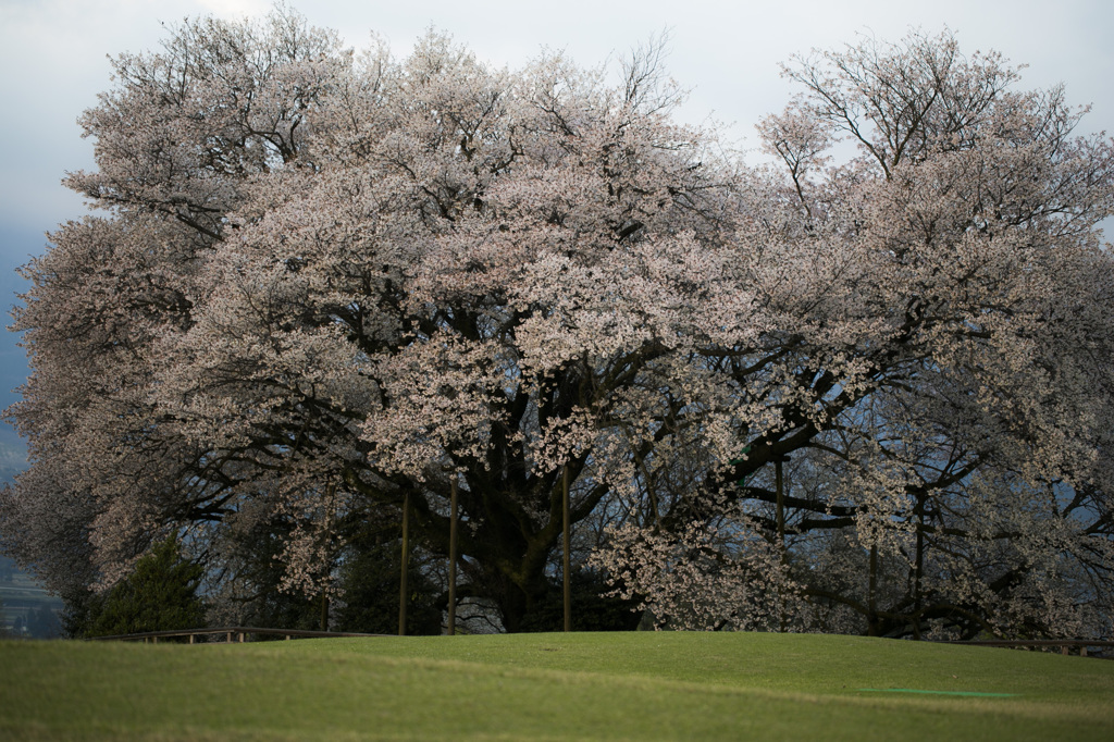 復活を遂げた大桜