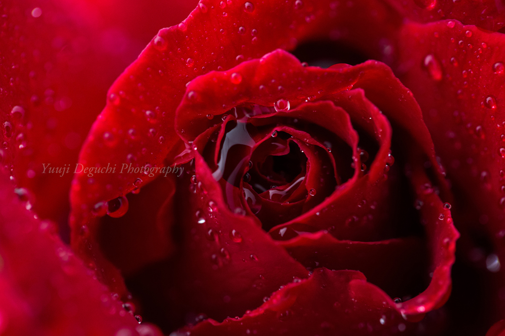 Rain in rose