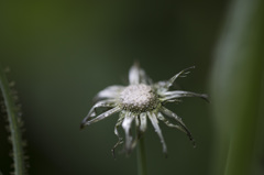 wilted flower