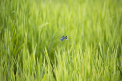 一輪の花