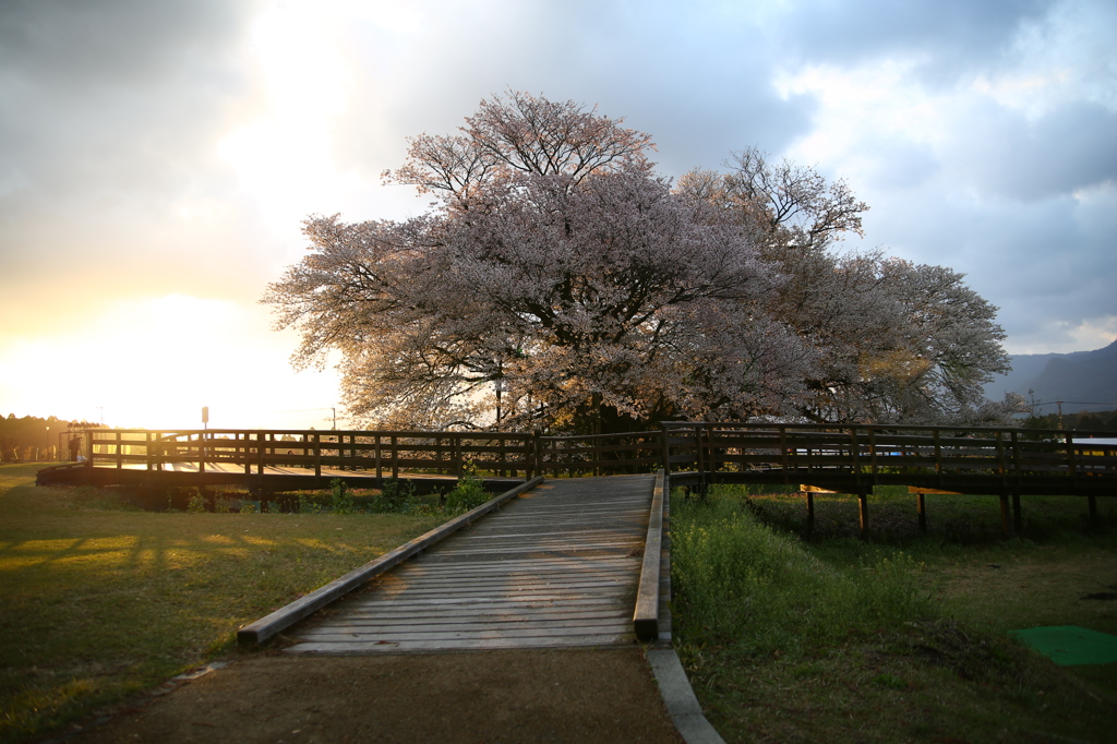 朝日と一心行の大桜