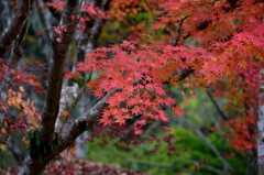 初紅葉