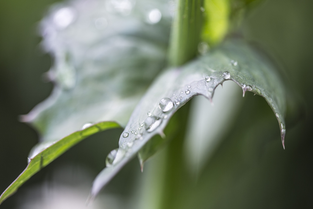 leaf of drops