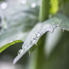 leaf of drops