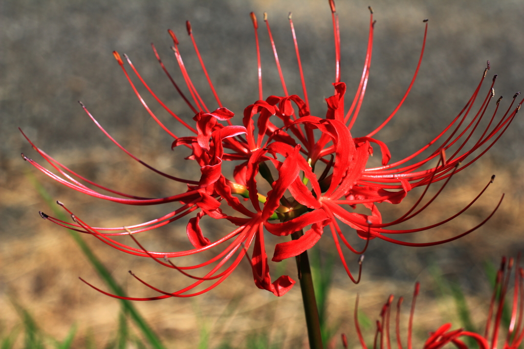 秋の花