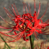 秋の花