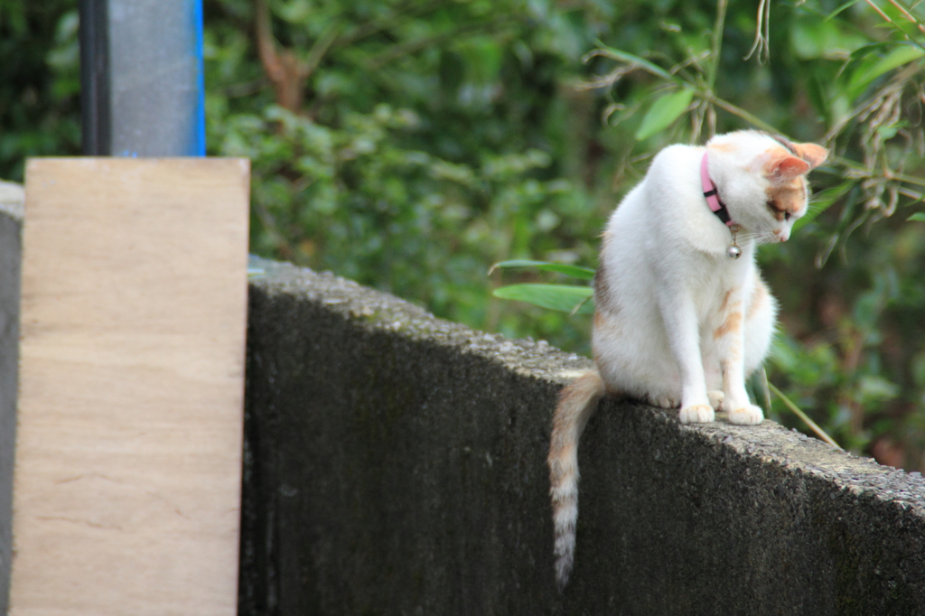 猫村①