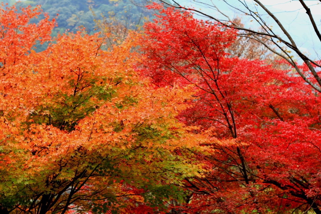 紅葉