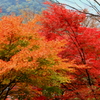 紅葉