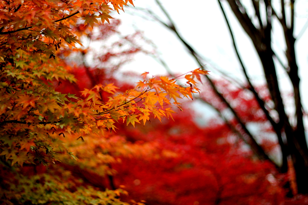 紅葉２