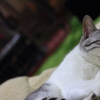 猫とストーブ