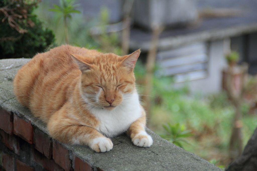 猫村③