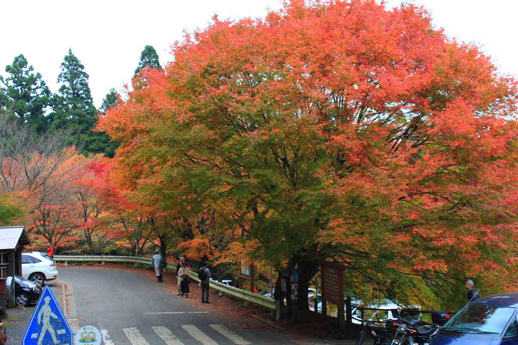 英彦山の紅葉
