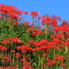 彼岸花