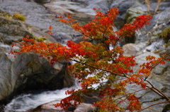 今更ながら紅葉