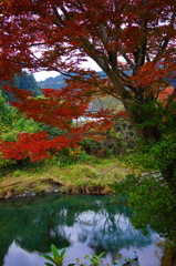 今更ながら紅葉②