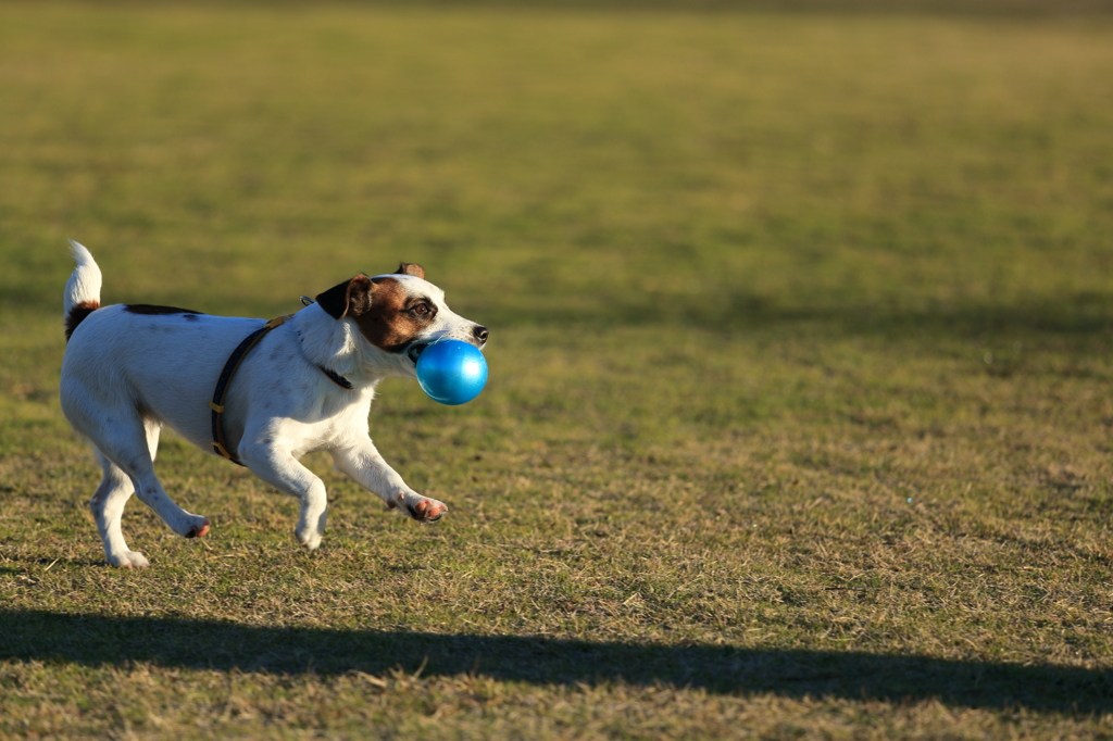 ナイスキャッチ