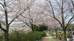 桜の小路