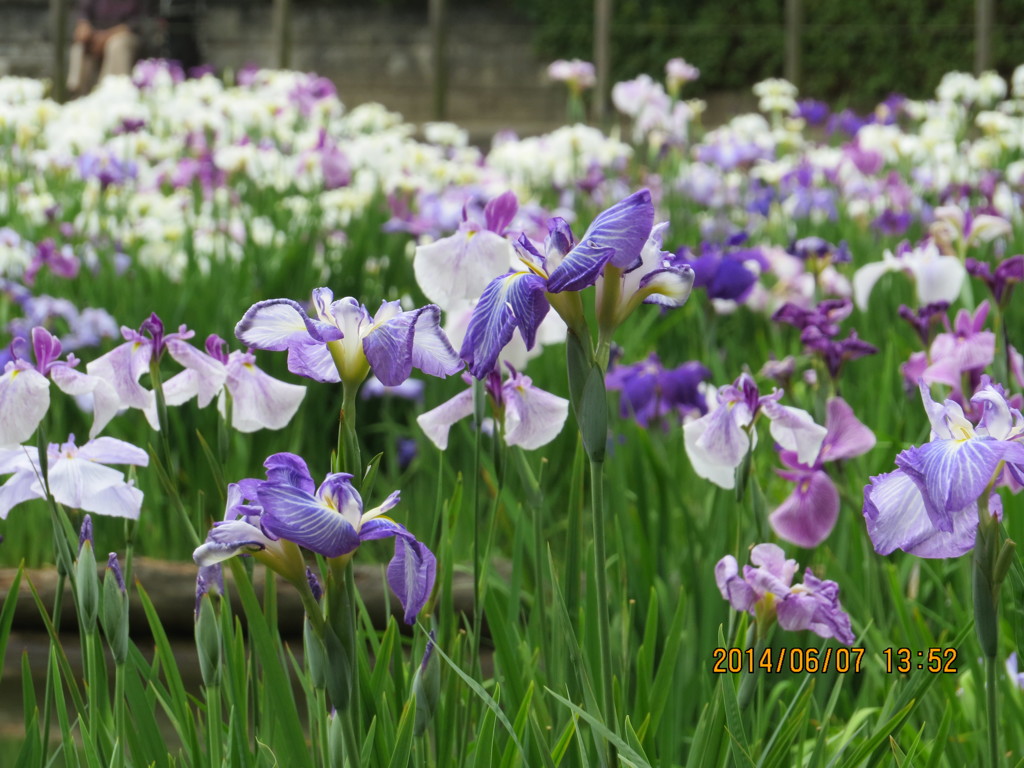 花菖蒲