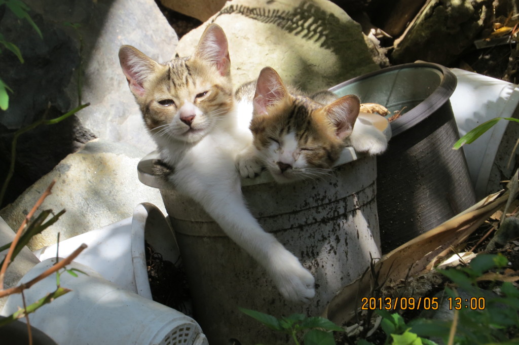 猫鉢