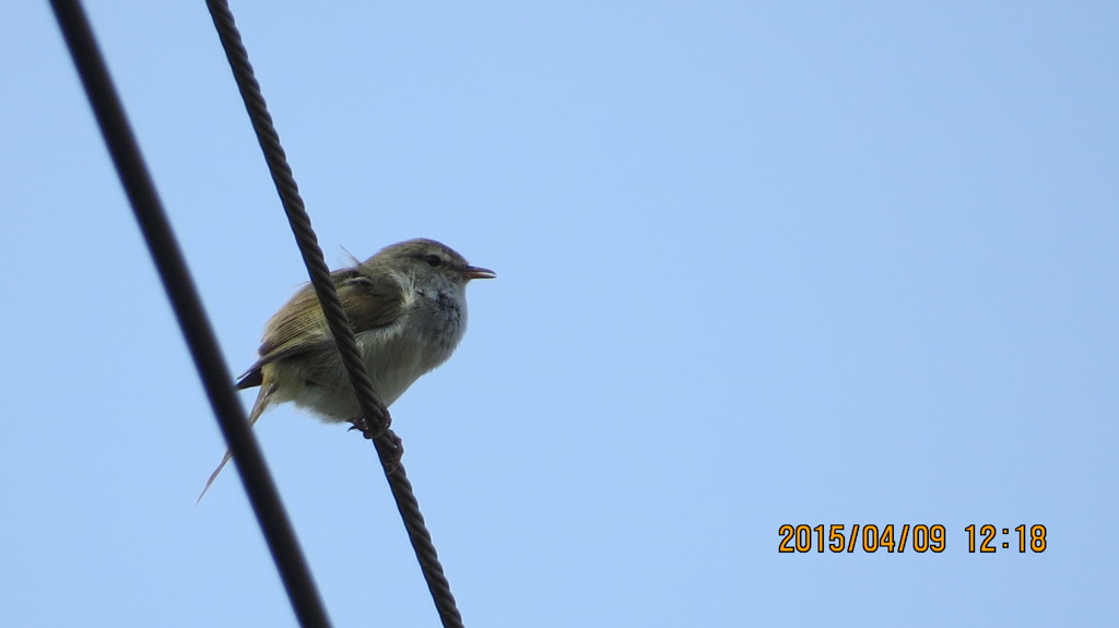 ホーホケキョと鳴いてましたけど、うぐいすですか？