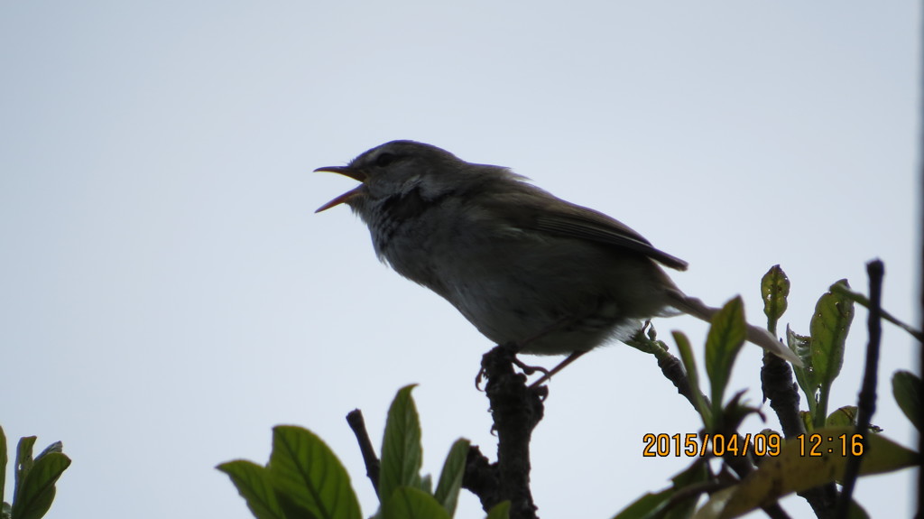 鳴いてます～