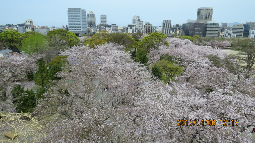 桜の波