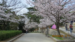 桜の中くらいの道