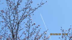 桜と青空と飛行機雲