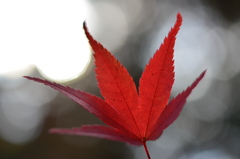 上から落ちてきた紅葉