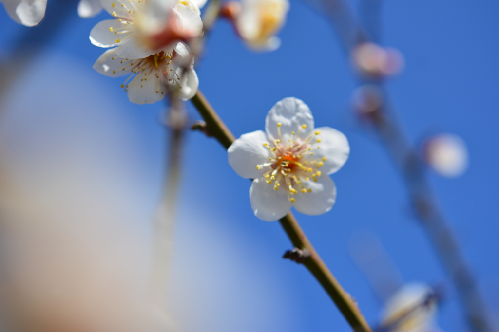 梅 3