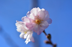冬桜３