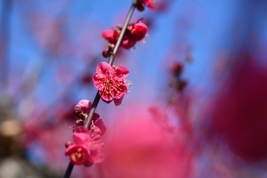 梅 ２