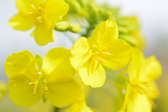 菜の花