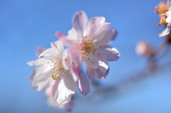 冬桜１