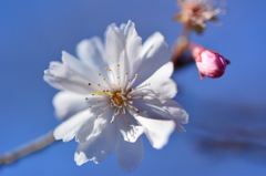 冬桜２