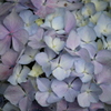 あじさいの花びら