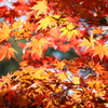 紅葉２