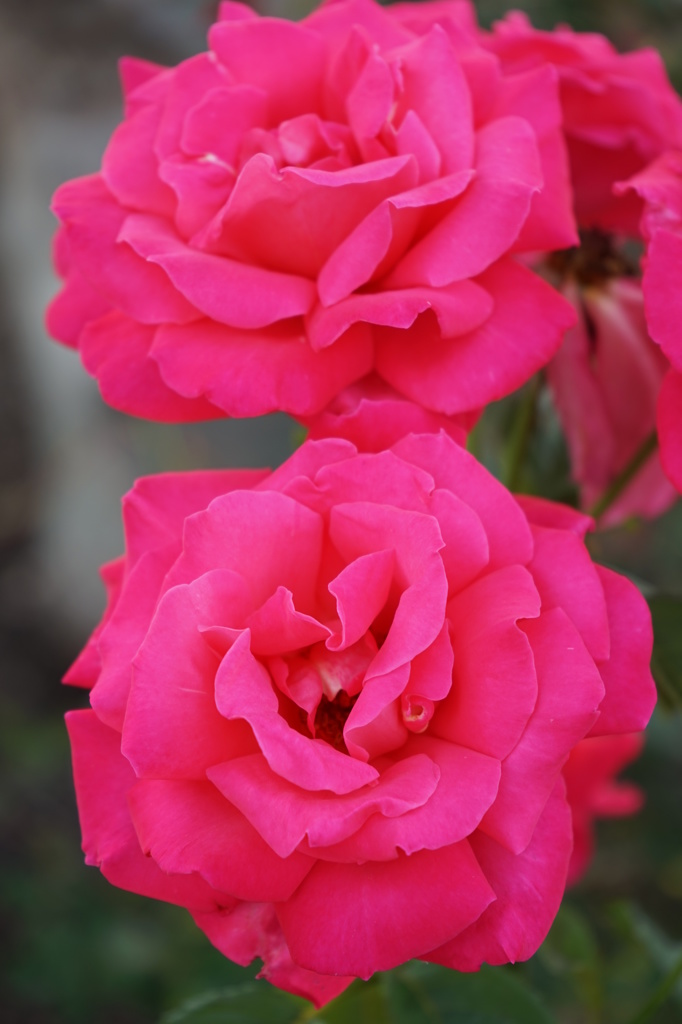 ROSE②