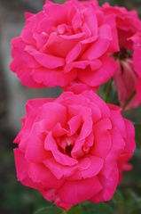 ROSE②