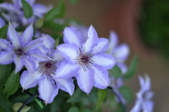 この花…なんだっけ？_1