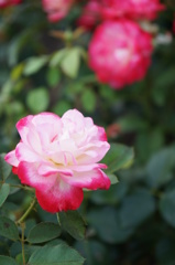 ROSE①
