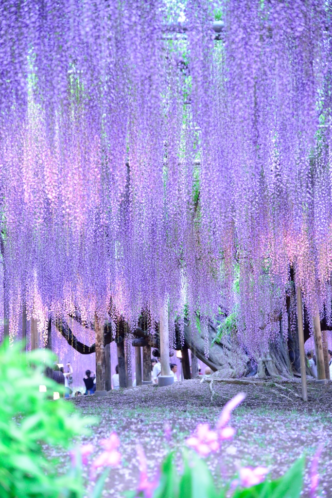 樹齢150年_3