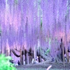 樹齢150年_3