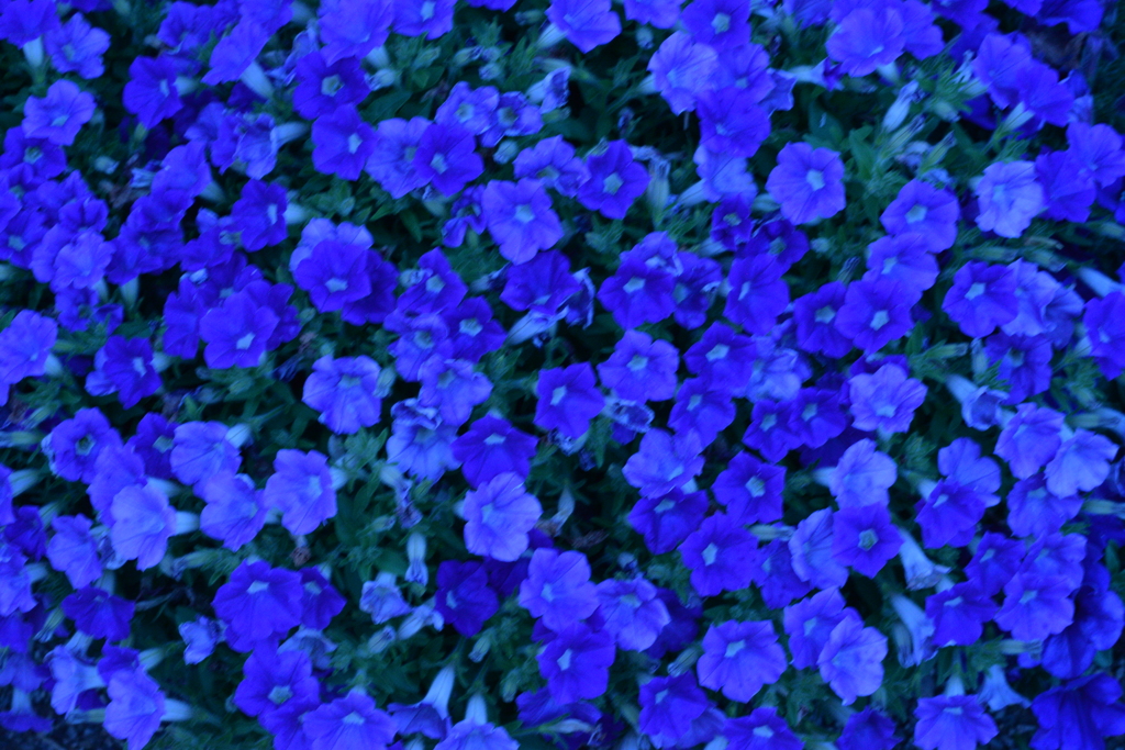 この花…なんだっけ？_2